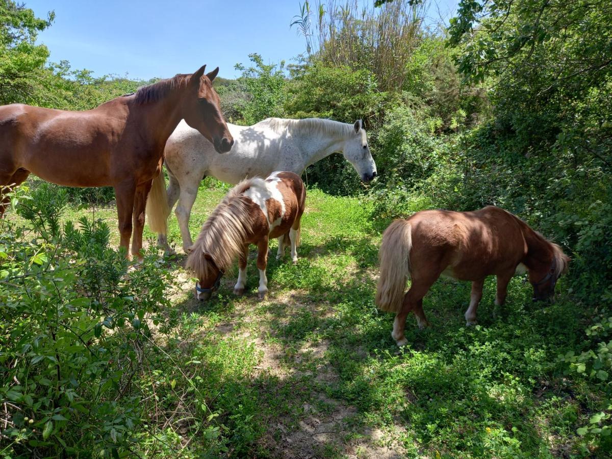 Casinha De Campo- Quintinha Dos Cavalos- Arruda Dos Vinhos Exterior photo